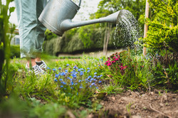 Study garden Watering can from which water is poured onto colorful flowers.