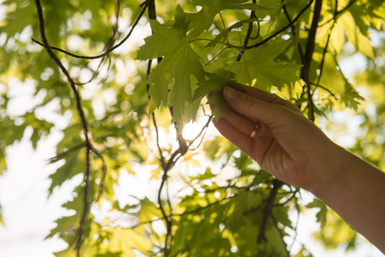 Touching nature Hand reaches into the green canopy of leaves in the sunlight