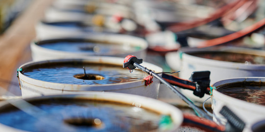 Versuchsanordnung mit einer Reihe von Töpfen, die mit Flusswasser befüllt sind. In die Töpfe ragen Instrumente, die bestimmte Stressoren für das Wasser nachstellen.